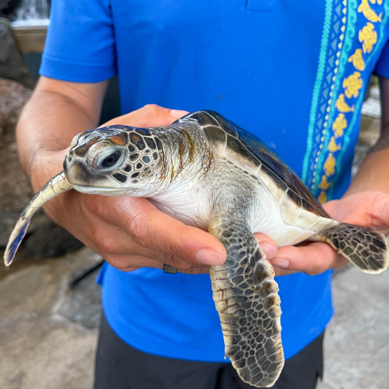 Sea Life Park Baby Turtle 