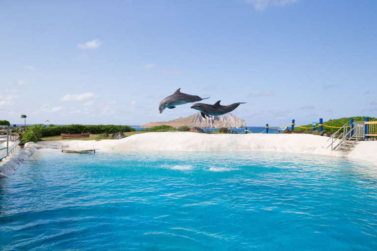 Sea life park dolphin perform slider 