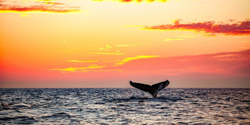 Whale Tail Sunset Maui POM Shutterstock