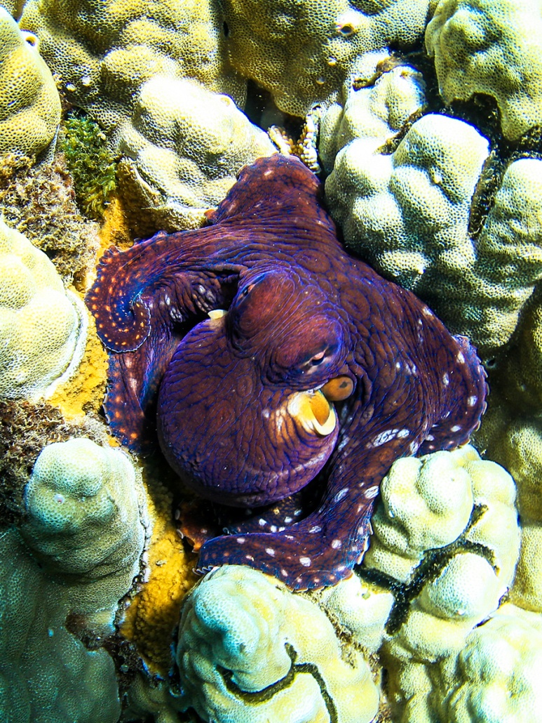 Amazing Reef and Marine Life