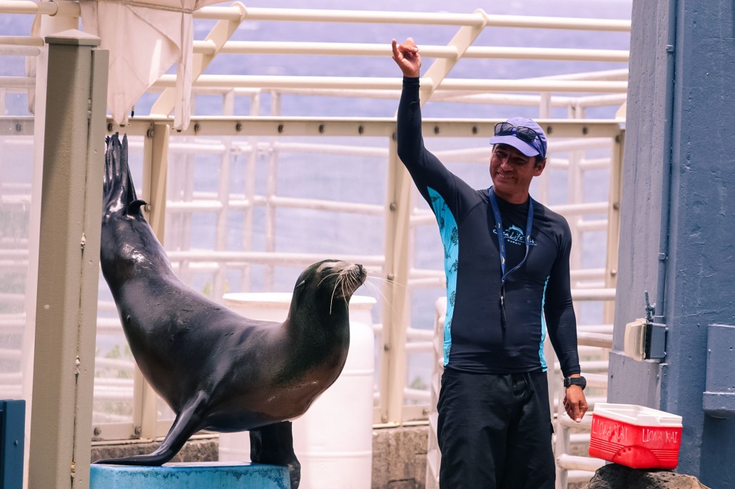 an unforgettable moment interacting with the majestic creatures at the sea lion encounter sea life park hawaii