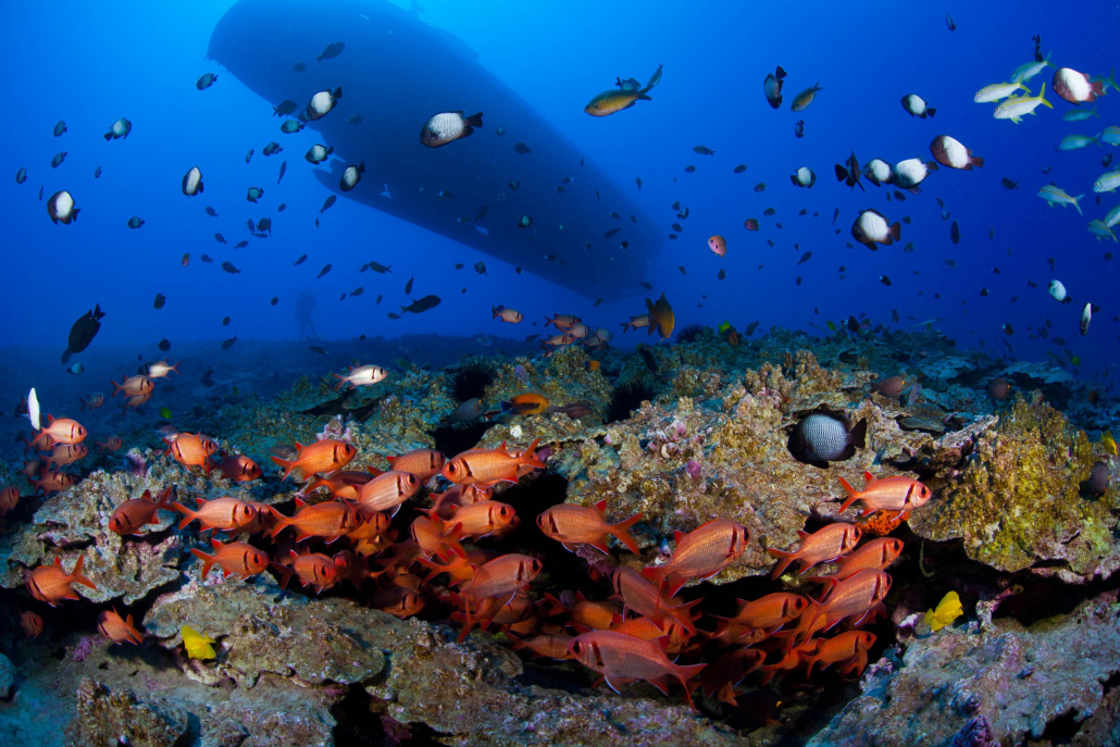Atlantisadventure Waikiki Submarine Dive Beautiful Reef Fish