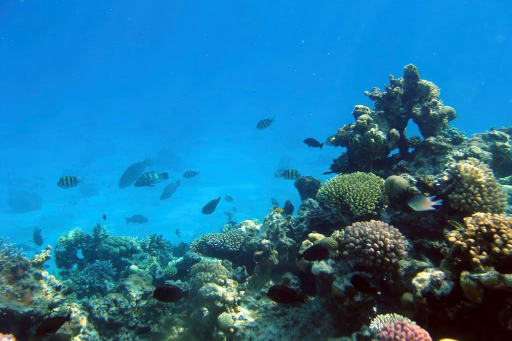 Atlantisadventure Waikiki Submarine Dive Reefs