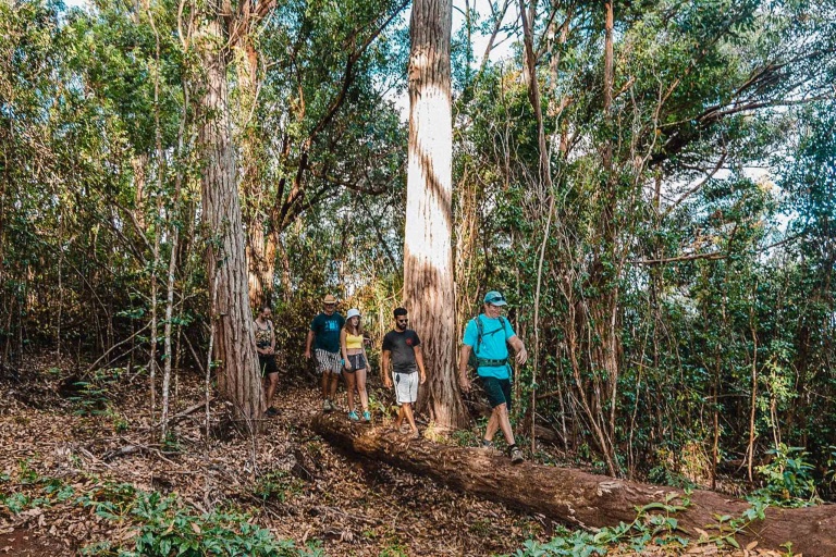 Bikehawaii Oahu Waterfall Hike And Bike Downhill Tour Hiking The Wonderful Forest Oahu