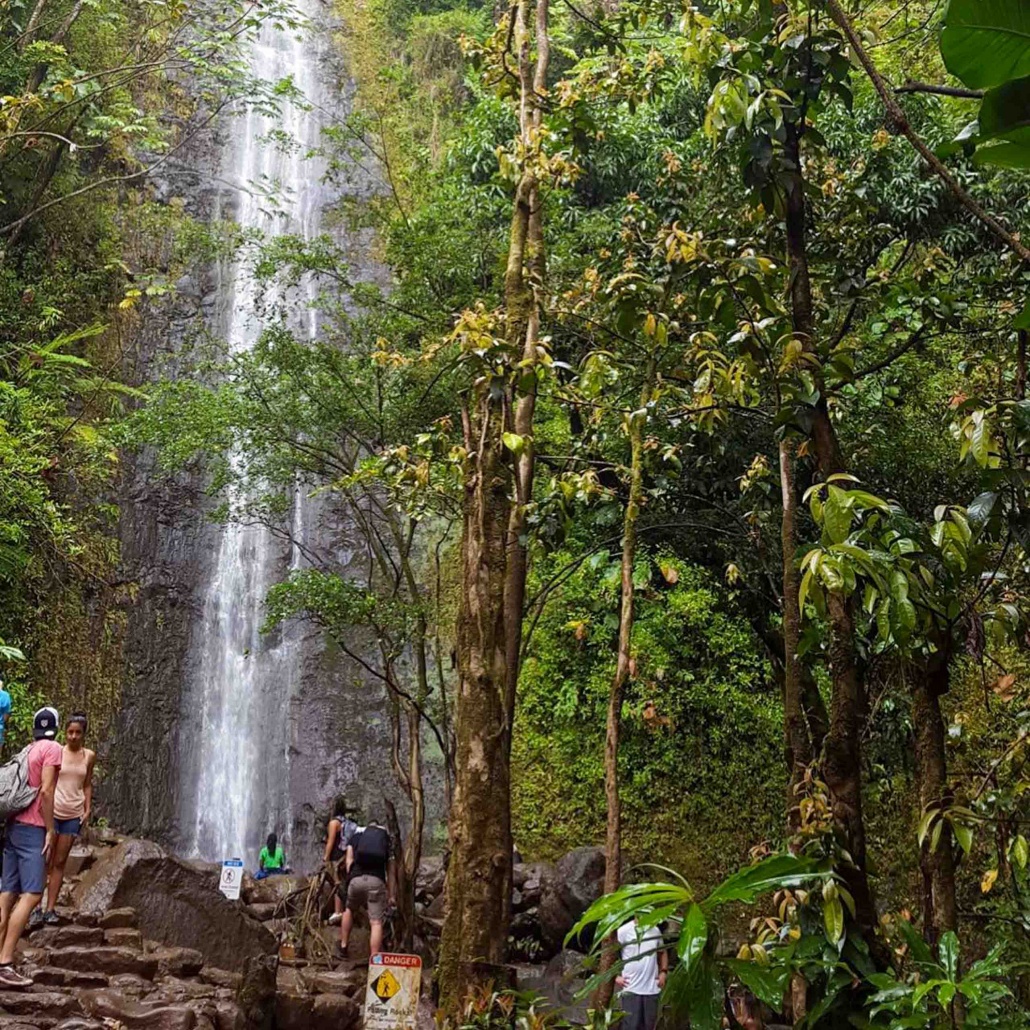 Bikehawaiitours Volcanic Rainforest Hike Group Of People In Forest