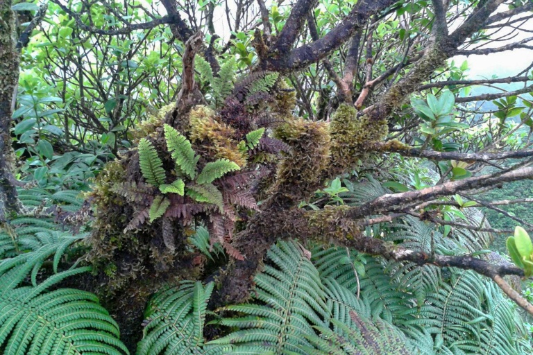 Bikehawaiitours Volcanic Rainforest Hike Hiking Cloud Forest