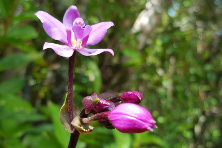 Bikehawaiitours Volcanic Rainforest Hike Hiking Purple Flower