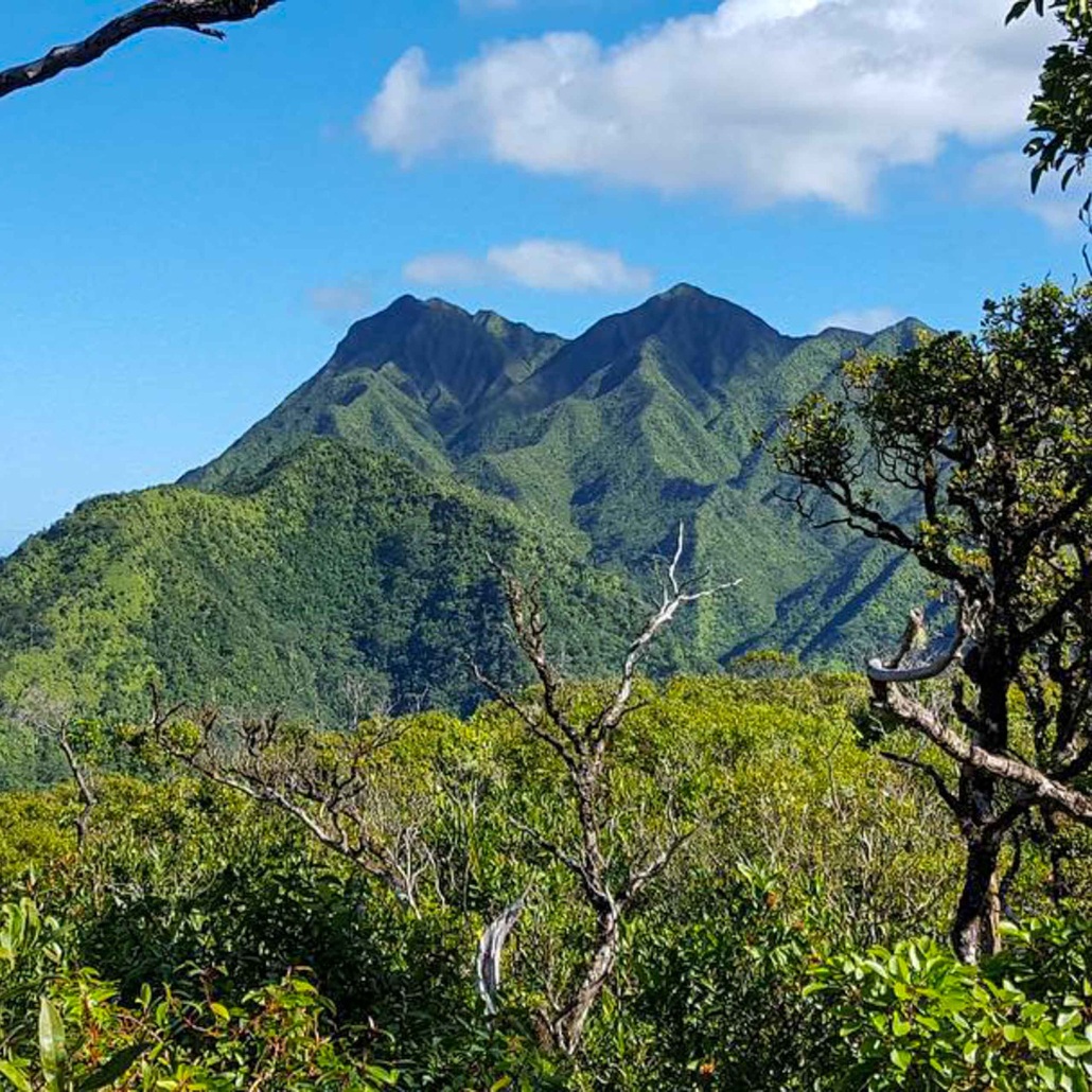 Bikehawaiitours Volcanic Rainforest Hike Mountain