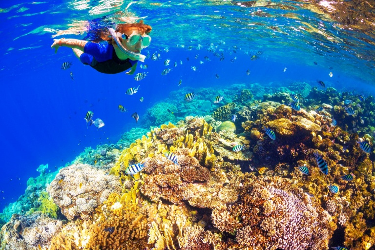 boy in the land of fish kona snorkeling tour dolphin watch body glove hawaii