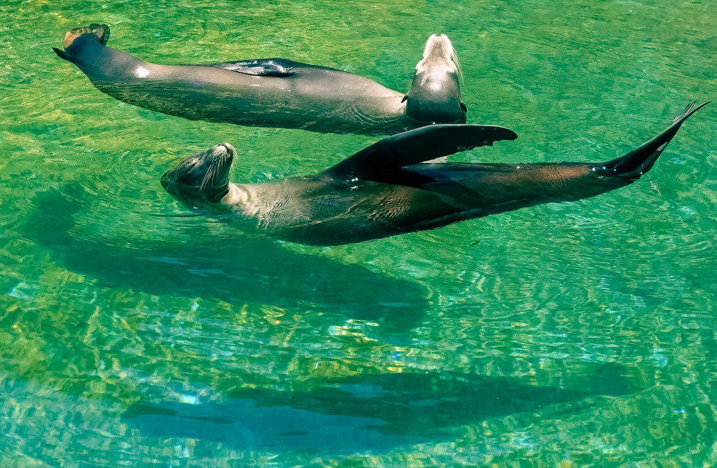 california sea lions up close a one of a kind experience sea life park hawaii