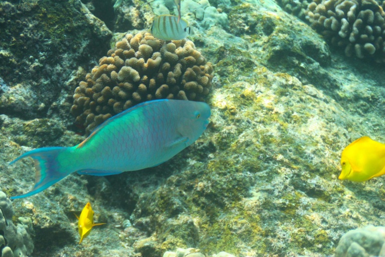 calm waters year round and is home to thousands of hawaiian reef fish captain cook pm snorkel adventure dolphin discoveries big island