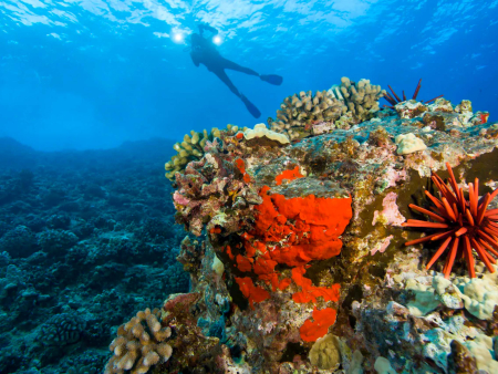 Calypsomaui Molokini And Turtle Reef Morning Snorkel
