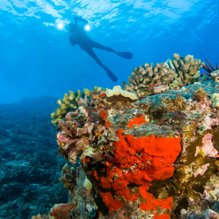 Calypsomaui Molokini And Turtle Reef Morning Snorkel Product