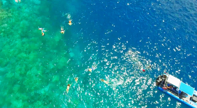 captain cooks afternoon snorkel adventure dolphin discoveries