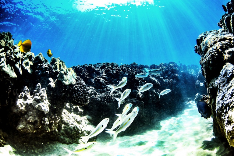 Crystal Clear Views Of Sprawling Coral Reefs And A Wide Array of Tropical Fish