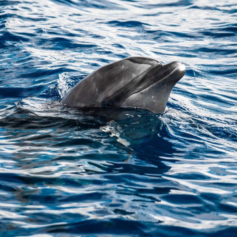 Deluxe Kona Snorkeling Tour And Dolphin Watch Dolphin