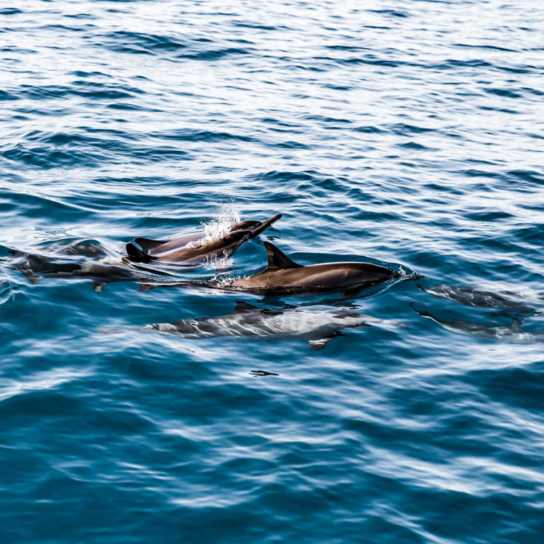 Deluxe Kona Snorkeling Tour And Dolphin Watch Group Of Dolphin
