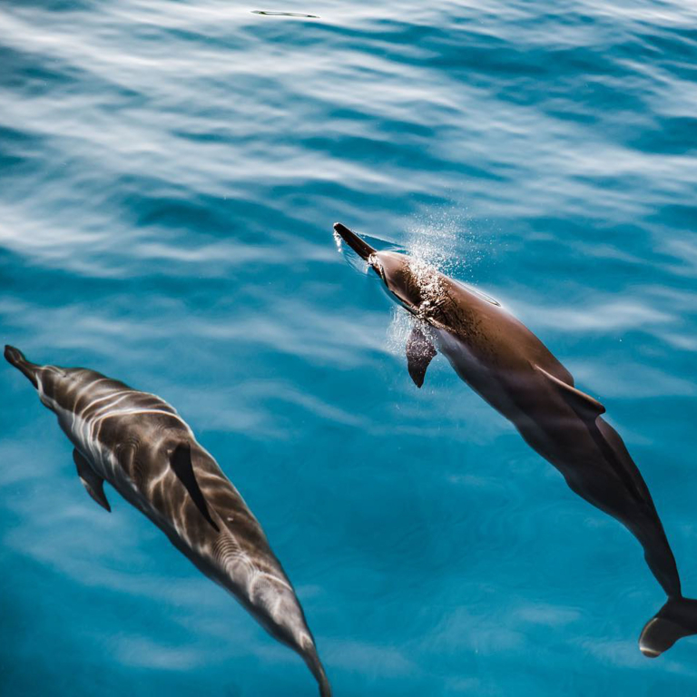 Deluxe Kona Snorkeling Tour And Dolphin Watch Swiming