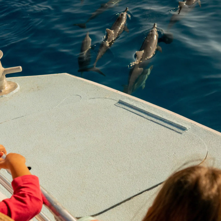 Deluxe Kona Snorkeling Tour And Dolphin Watch Tourists Enjoy Product