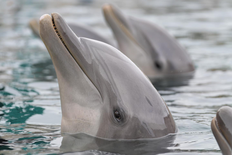 Dolphin Quest Dolphin Group
