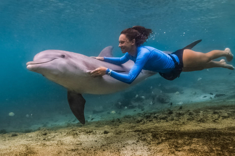 Dolphin Quest Dolphin Swimming With Guide