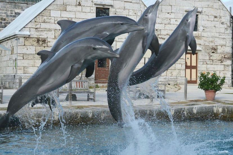 Dolphin Quest Group Of Dolphin