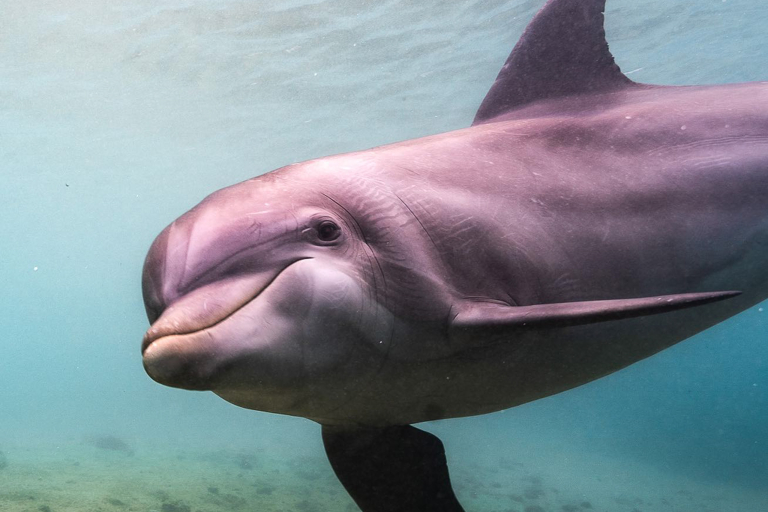 Dolphin Quest Learn About Dolphin