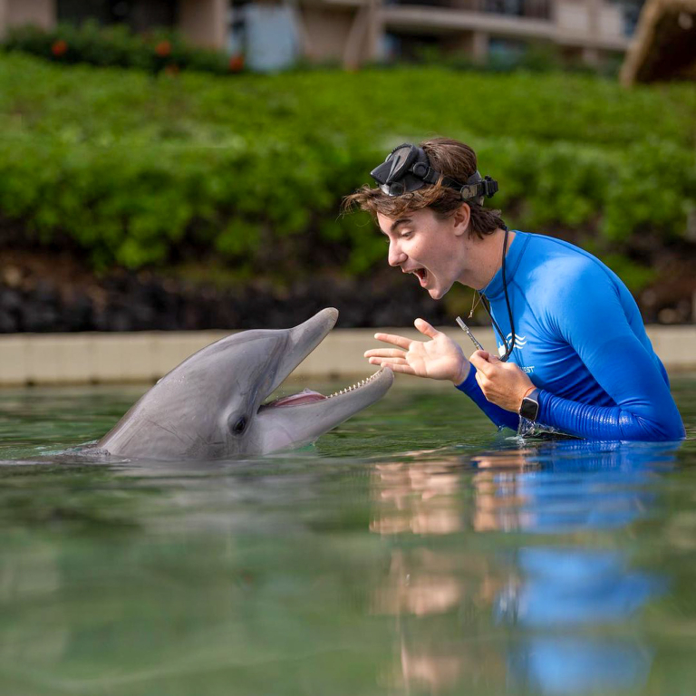 Dolphin Quest Waikoloa Dolphin Encounter Dolphin Performing