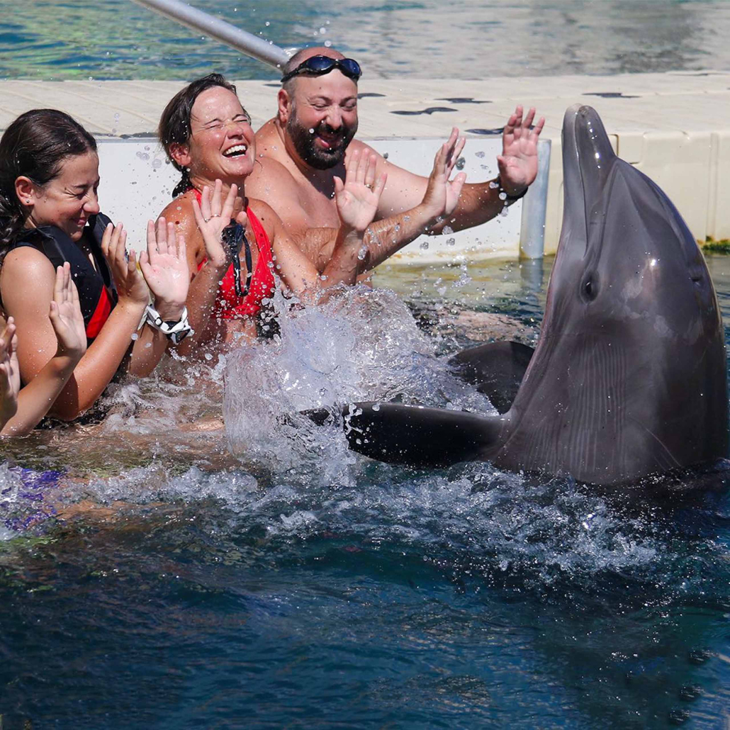 Dolphin Quest Waikoloa Dolphin Encounter Family Having Fun
