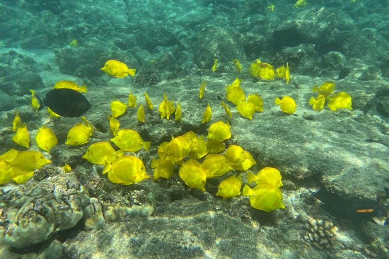 Dolphindiscoveries Captain Cook Pm Snorkel Adventure Feature Coral