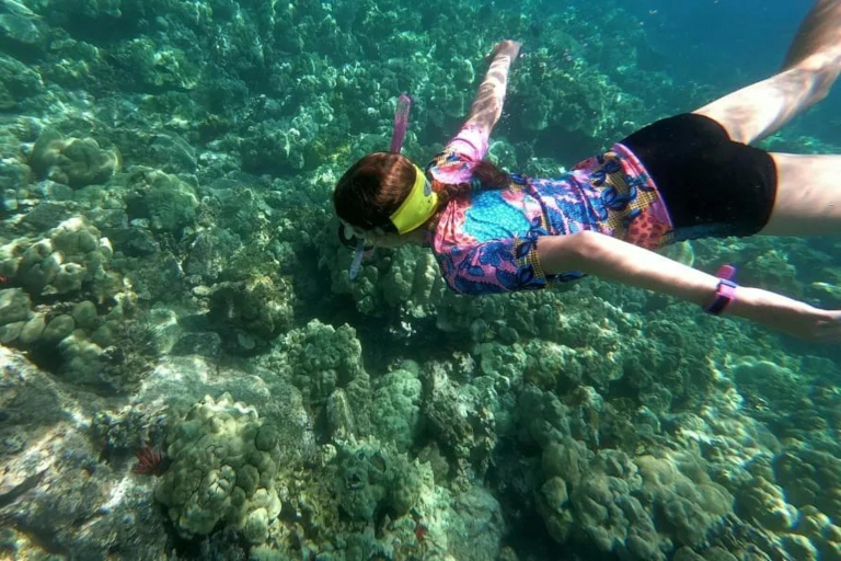 Dolphindiscoveries Captain Cook Pm Snorkel Adventure Feature Snorkel Coral