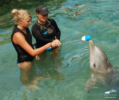 Waikoloa Dolphin Encounter