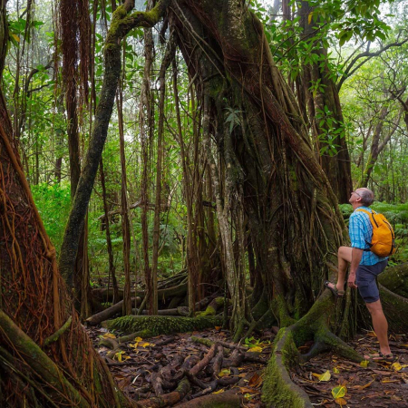 Experience A Rainforest And Dryforest Big Island Hawaii Product