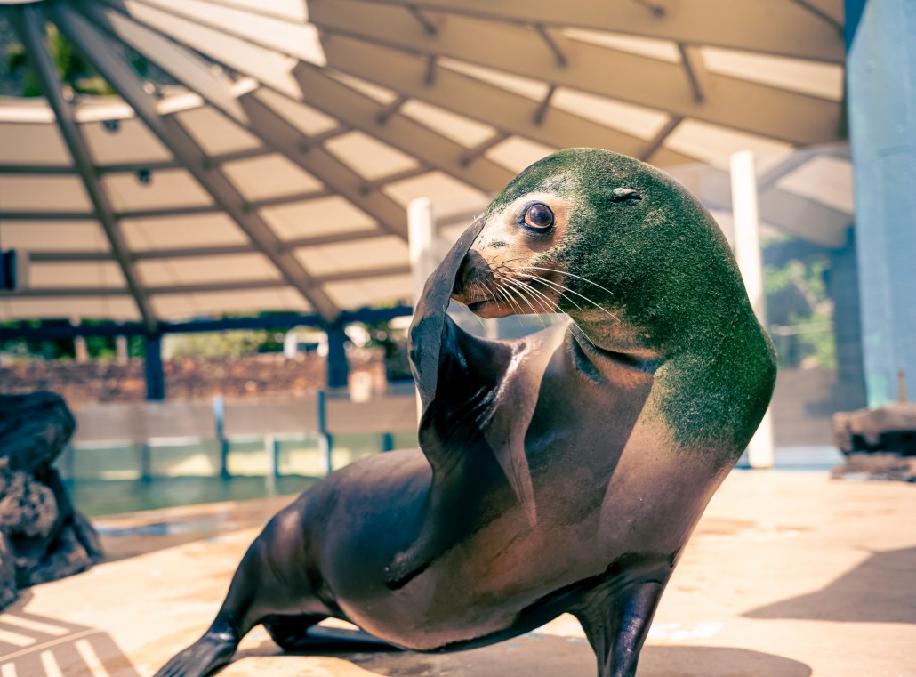 get to know intelligent creatures during your california sea lion encounter sea life park hawaii