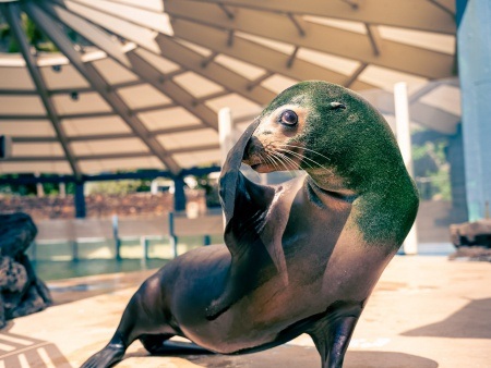 get to know intelligent creatures during your california sea lion encounter sea life park hawaii