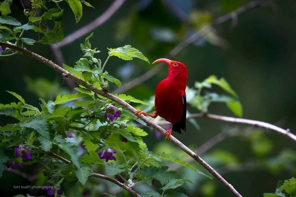 Hawaii Forest Rainforest And Dryforest Bird Watching Tour Beautiful Red Bird