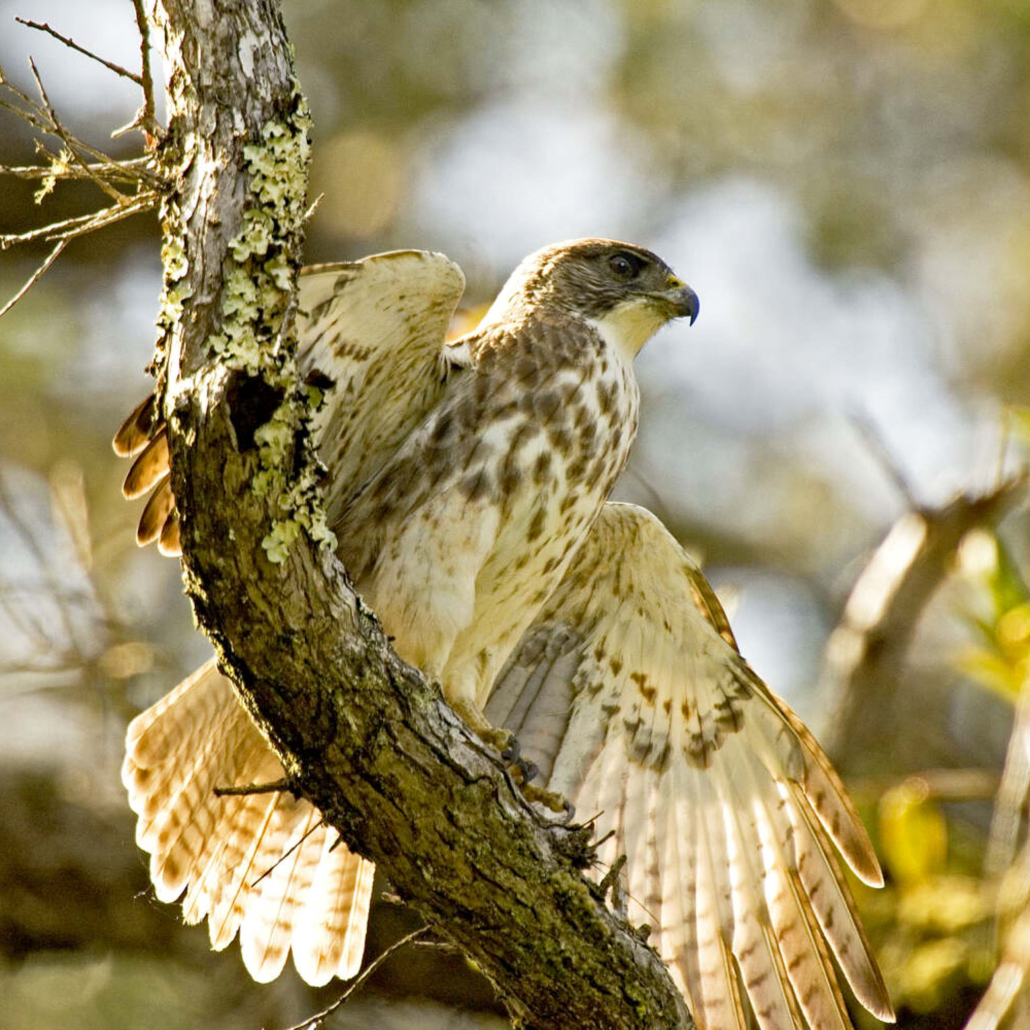 Hawaii Forest Rainforest And Dryforest Bird Watching Tour Big Yellow Bird