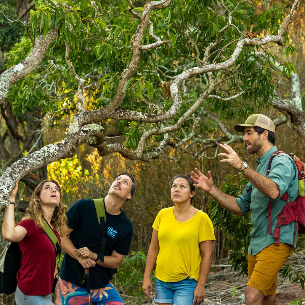Hawaii Forest Rainforest And Dryforest Bird Watching Tour Guests Watching