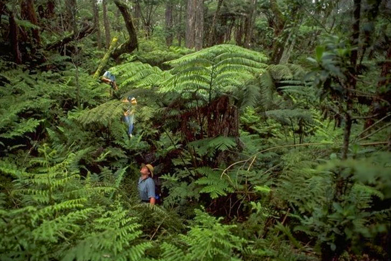 Hawaii Forest Rainforest And Dryforest Bird Watching Tour Into Forest