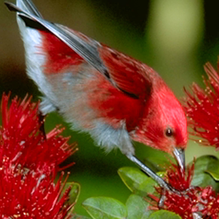 Hawaii Forest Rainforest And Dryforest Bird Watching Tour Main Birding