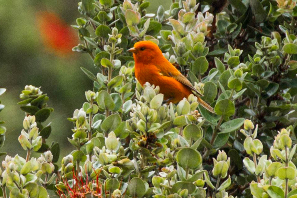 Hawaii Forest Rainforest And Dryforest Bird Watching Tour Orange Bird