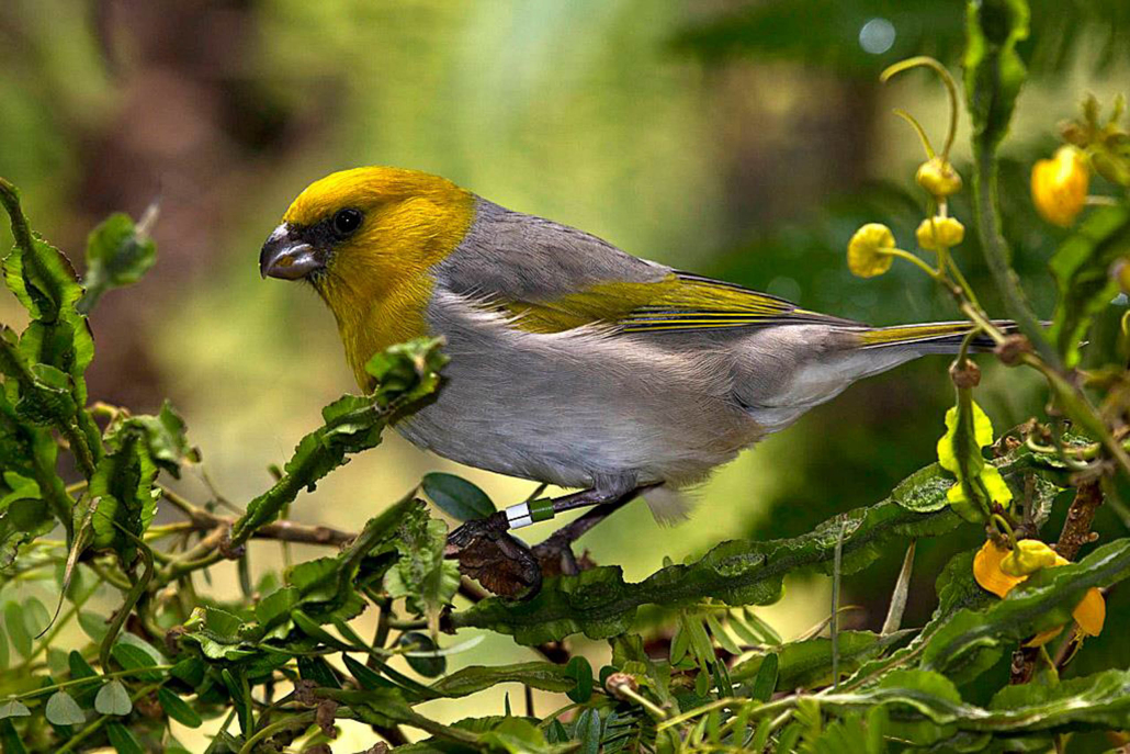 Hawaii Forest Rainforest And Dryforest Bird Watching Tour Yellow Bird