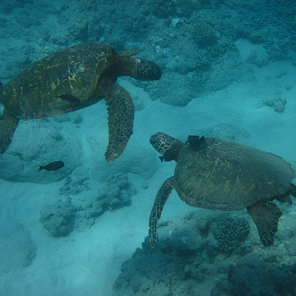 Hawaiinautical Turtle Guaranteed Snorkel Sail Couple Turtle
