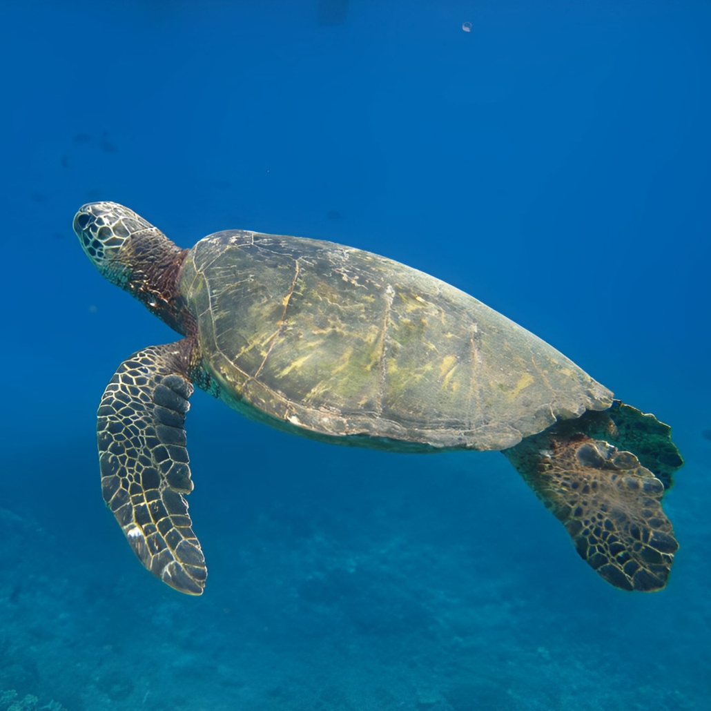Hawaiinautical Turtle Guaranteed Snorkel Sail Turtle Swimming Alone