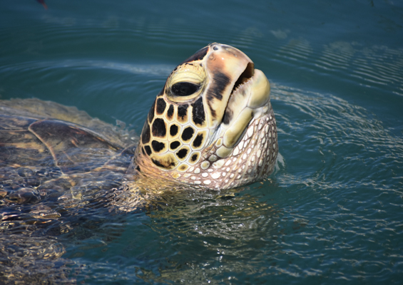 Hawaiinautical Turtle Guaranteed Snorkel Sail Turtle