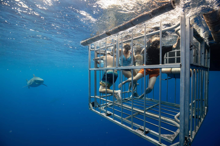 Hawaiisharkencounters North Shore Shark Adventure