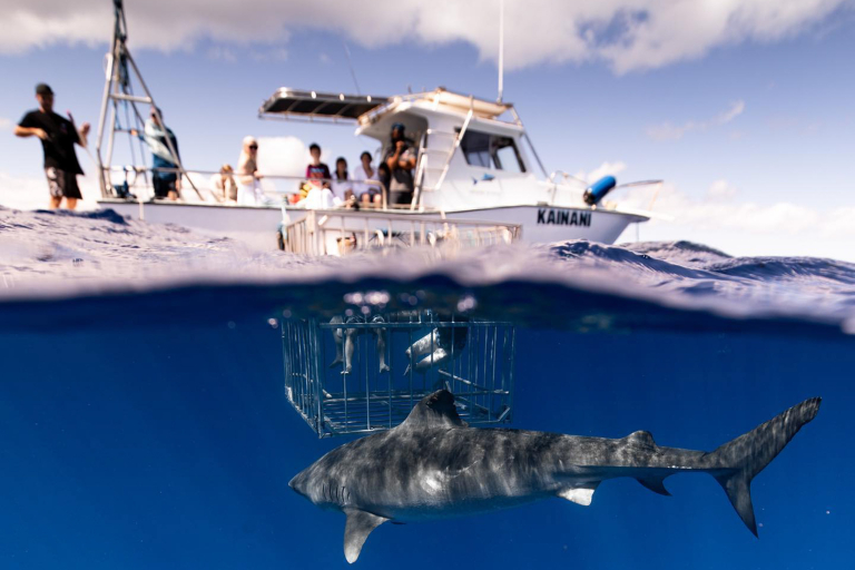 Hawaiisharkencounters North Shore Shark Adventure Big Shark