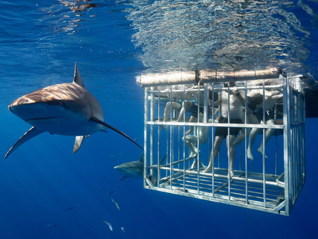 Hawaiisharkencounters North Shore Shark Adventure Dangerous Shark