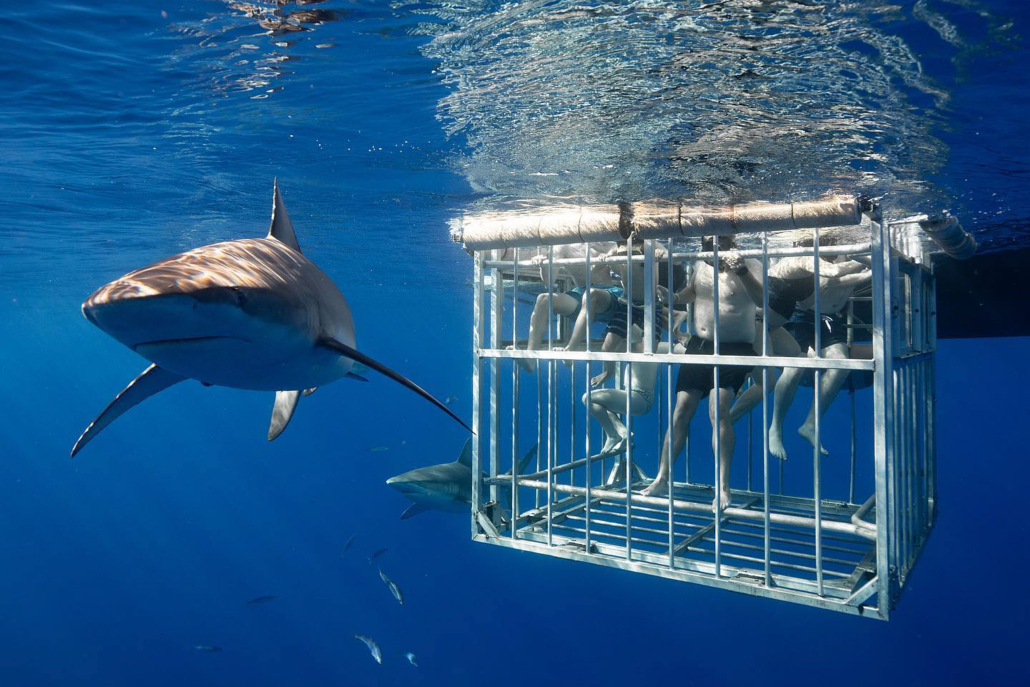 Hawaiisharkencounters North Shore Shark Adventure Dangerous Shark