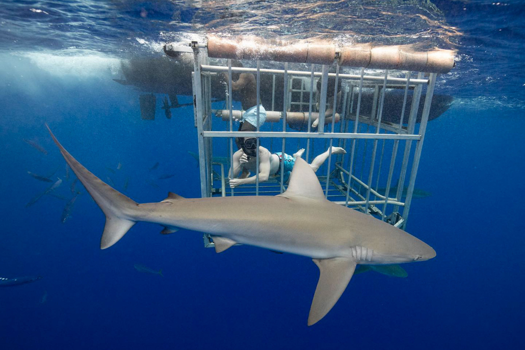 Hawaiisharkencounters North Shore Shark Adventure Dive With Galapagos Shark
